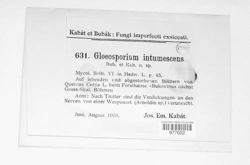 Gloeosporium intumescens image